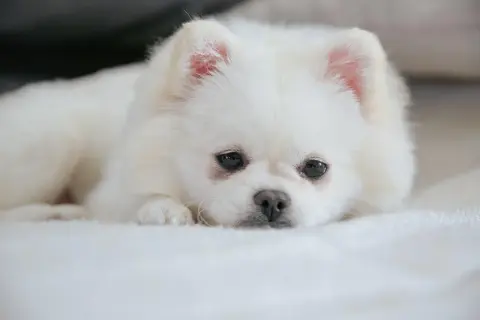 En vit pomeranian vilar på en mjuk filt. Även om den ser söt ut, är det viktigt att känna till vanliga pomeranian sjukdomar för att hålla din hund frisk.