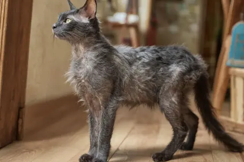Grå katt med tunn päls, som om den tappar hår, står på ett trägolv och tittar ut.