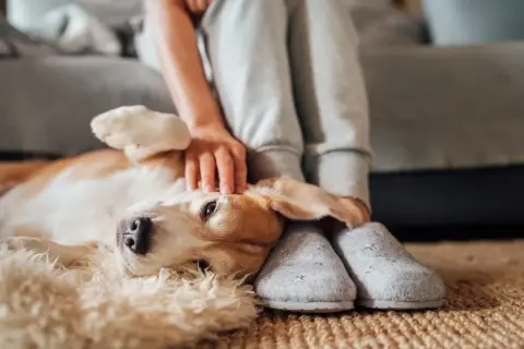 En hund med kennelhosta vilar på en matta medan en person klappar den.