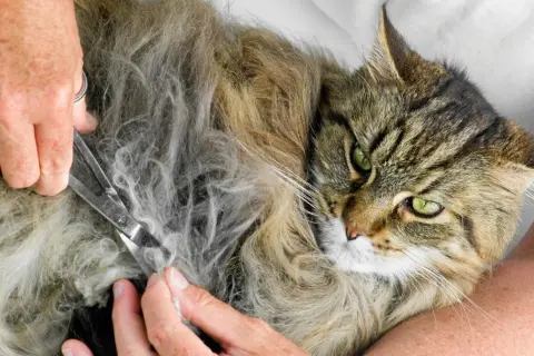 En person klipper försiktigt tovor ur pälsen på en vacker, långhårig katt med gröna ögon.