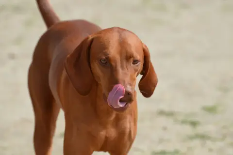 En brun hund slickar sig om munnen, som om den precis ätit pepparkakor.