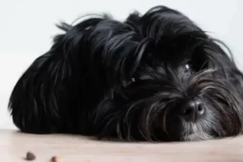 En svart, lurvig hund ligger utsträckt på ett trägolv. Den ser lite trött ut, kanske för att den hund fiser illa.