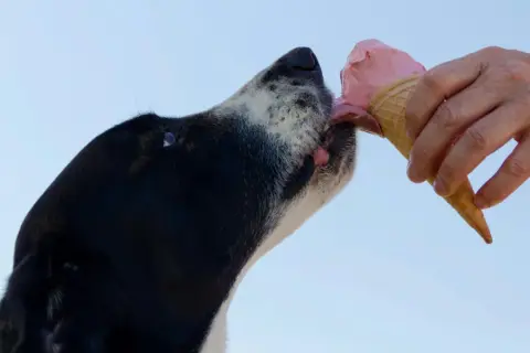 En hund njuter av en rosa glass. En hand håller strutten med glass till hunden.