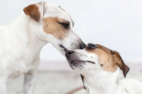 Två jack russellterrier nosar på varandra. Drömmen att starta kennel känns närmare med dessa charmiga hundar.