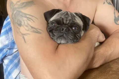 En söt mops ligger tryggt i famnen, kanske drömmer den om att en hund snarkar.