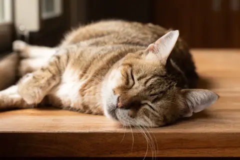 En randig katt vilar på en träyta. Den ser ut att ha en hälsosam katt vikt, perfekt för en tupplur.