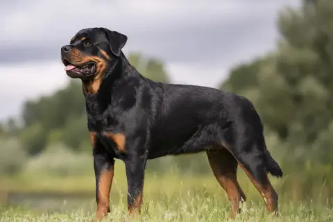 En ståtlig rottweiler står i gräset, en bild av lugn och styrka som speglar dess rottweiler temperament.