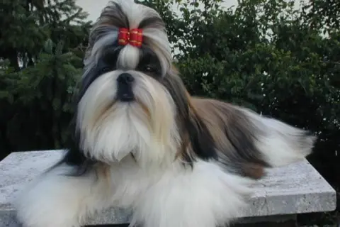 En vacker shih tzu med röd rosett i pälsen, som visar sitt vänliga shih tzu temperament.
