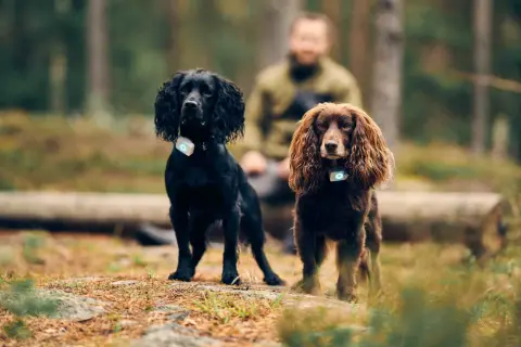 Två cocker spaniel, en svart och en brun, står i skogen med varsin GPS-tracker. Deras nyfikna cocker spaniel egenskaper lyser igenom.