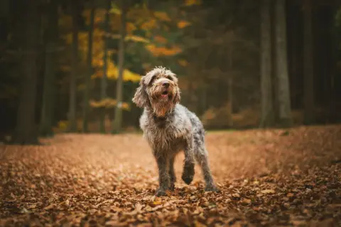 En lurvig hund står i en höstskog, omgiven av löv. Den ser pigg ut, som om den precis genomgått en snabb viktnedgång och nu njuter av sin nya energi.