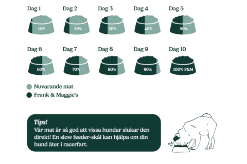 Schema för att byta foder hund över 10 dagar, från 10% nytt till 100% Frank & Maggie's. En hund äter ur en matskål.