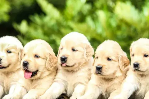 Fem bedårande golden retriever-valpar sitter tillsammans. Vilket gulligt valp namn skulle passa dem?
