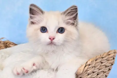 En söt ragdollkattunge med blå ögon sitter i en korg. En nackdel med ragdolls är att de kan vara lite för tillgivna.