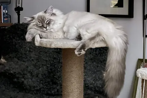 En fluffig katt vilar på en klösmöbel. Kanske ett namn som "Snöflinga" eller "Moln" skulle passa, fina gulliga kattnamn för en sådan skönhet.