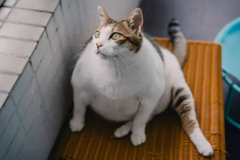 En tjock katt med gula ögon sitter på en orange stol och tittar uppåt.