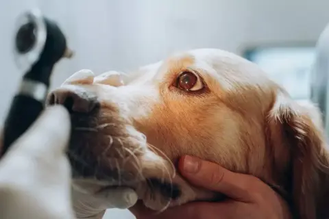 En veterinär undersöker en hunds öga med ett otoskop. Detta är en del av en besiktning för att säkerställa hundens hälsa.