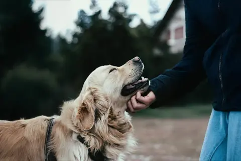 En gyllene retriever njuter av en klapp under en omplacering av hund.