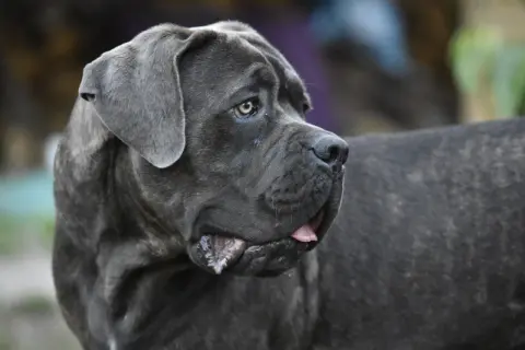 En ståtlig cane corso med grå päls och en blick som ser ut att berätta en historia.