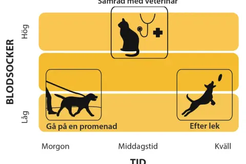 Diagram visar att lågt blodsocker hos hund kan visa symptom som trötthet vid promenad.