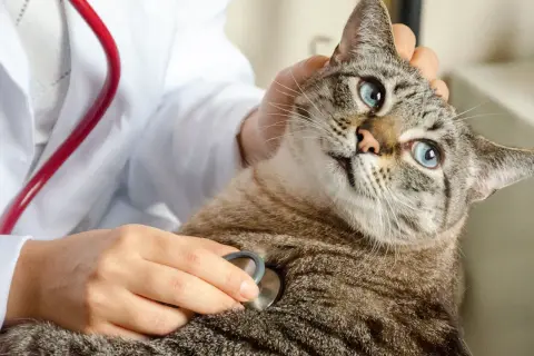En veterinär undersöker en katt med stetoskop. Katten har blå ögon och är lugn. Detta kan vara inför en kastrering katt.