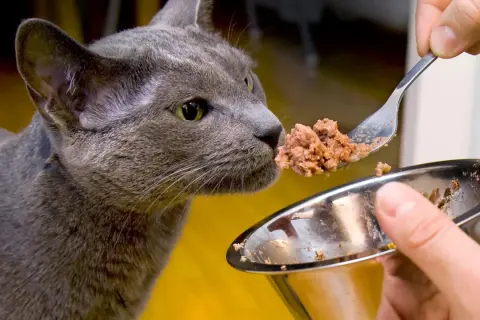 En grå katt nosar på mat från en sked. Frågan om har katter bra minne kan besvaras med ett ja, de minns var maten finns.