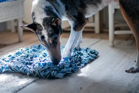 Hunden nosar ivrigt i en blå matta, en perfekt aktivitet för att banta hunden och hålla den sysselsatt.
