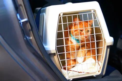 En orange katt i en transportbur sitter i en bil.