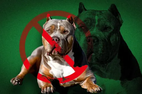 En kraftig hund med ett förbudstecken över sig. Bilden väcker frågan: hur många hundar får man ha utan tillstånd?