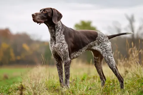 En ståtlig vorsteh familjehund står i gräset, redo för äventyr.