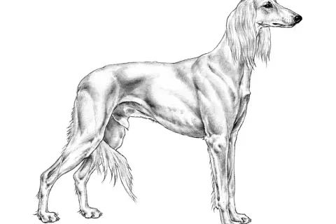 En elegant saluki hund i blyerts, med långa, böljande öron och en smal kropp.