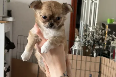 En söt chihuahua-valp, med sitt typiska chihuahua temperament, hålls i händerna.