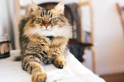 En ståtlig main coon med gröna ögon vilar på en vit duk.