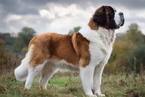 En ståtlig st bernhardshund står i en gräsbevuxen backe med molnig himmel.