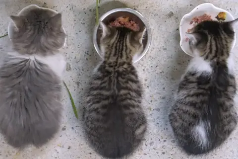 Tre kattungar äter från sina skålar. En grå och vit, en randig och en randig med vit fläck. Frågan är hur mycket mat ska en katt ha?