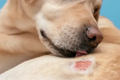 En hund slickar på ett irriterat hudområde, en hudåkomma som kan orsaka obehag.