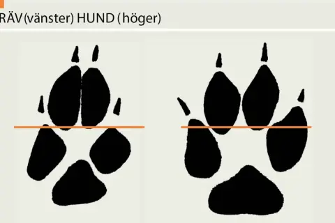 Spår av räv (vänster) och hund (höger). Bilden visar hur många tår en hund har, jämfört med en räv.