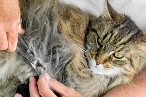En person klipper försiktigt tovor ur en långhårig katts päls. Katten har gröna ögon och ser lugn ut.