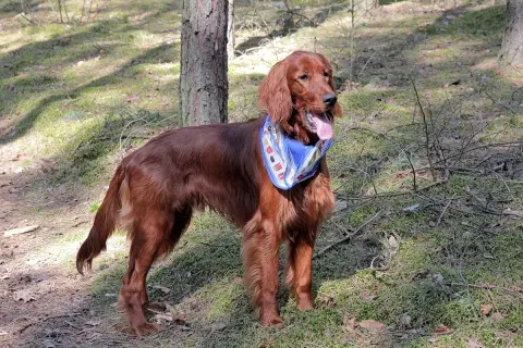 En ståtlig irish setter med blå scarf i skogen.