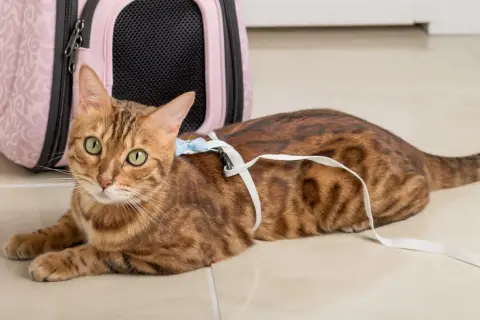 Brun bengalisk katt med gröna ögon ligger på golvet med en vit sele och koppel. Bredvid finns en rosa transportbur.