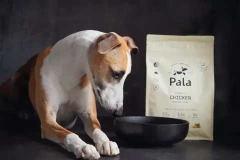 En hund tittar ner på en tom skål bredvid en påse hundfoder med kyckling.