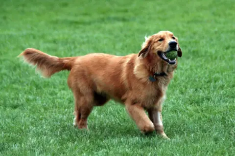 Glad golden retriever i full fart med en boll i munnen. En hund av golden retriever storlek som älskar att leka.