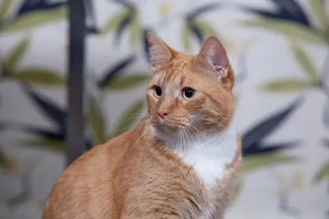 En orangefärgad katt med vita markeringar sitter framför en blommig bakgrund. Katten ser lite trött ut, som en sjuk katt.