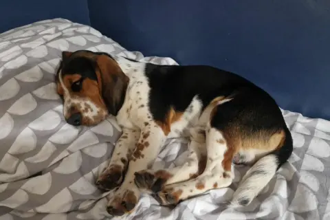 En söt bockhund vilar på en säng med mönstrat påslakan. Hunden har bruna, svarta och vita fläckar.
