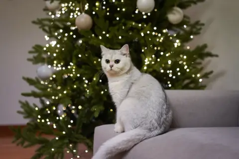 En vit katt sitter på en soffa framför en julgran med ljus.