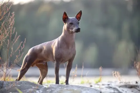 En ståtlig xoloitzcuintle stor står på stenar vid en sjö.