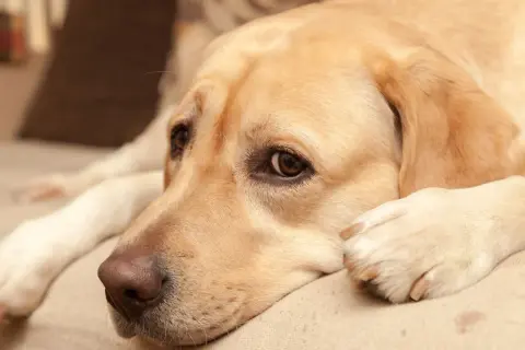 En gul labrador ligger och vilar, med en fundersam blick. Kastrera hund ålder är en viktig fråga för många hundägare.