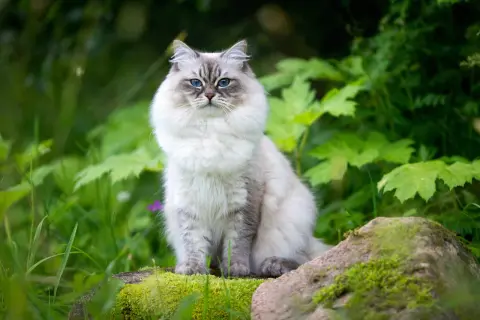 En majestätisk Neva Masquerade-katt med isblå ögon sitter i en grönskande trädgård, omgiven av mossa och stenar.