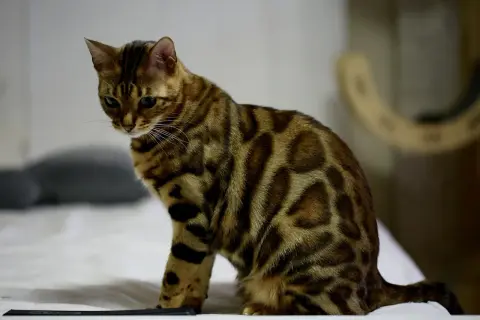 En ståtlig katt bengal med sina karakteristiska fläckar sitter på en vit yta.