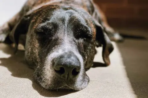 En gammal hund sover mycket. Den brindlefärgade hunden vilar i solen, med slutna ögon och en fridfull min.