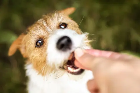 En söt hund får en godbit, kanske en bit majskolv.